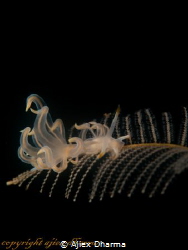 Cuthona sp hanging on hydroid 
Tkaen with canon G10 wp-d... by Ajiex Dharma 